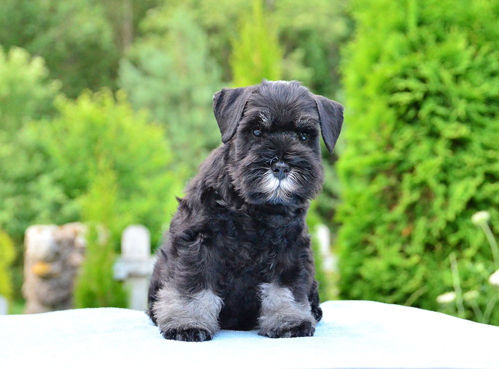 #цвергшнауцер #щенокцвергшнауцера #питомникцвергшнауцеров #делинсобэлэнс