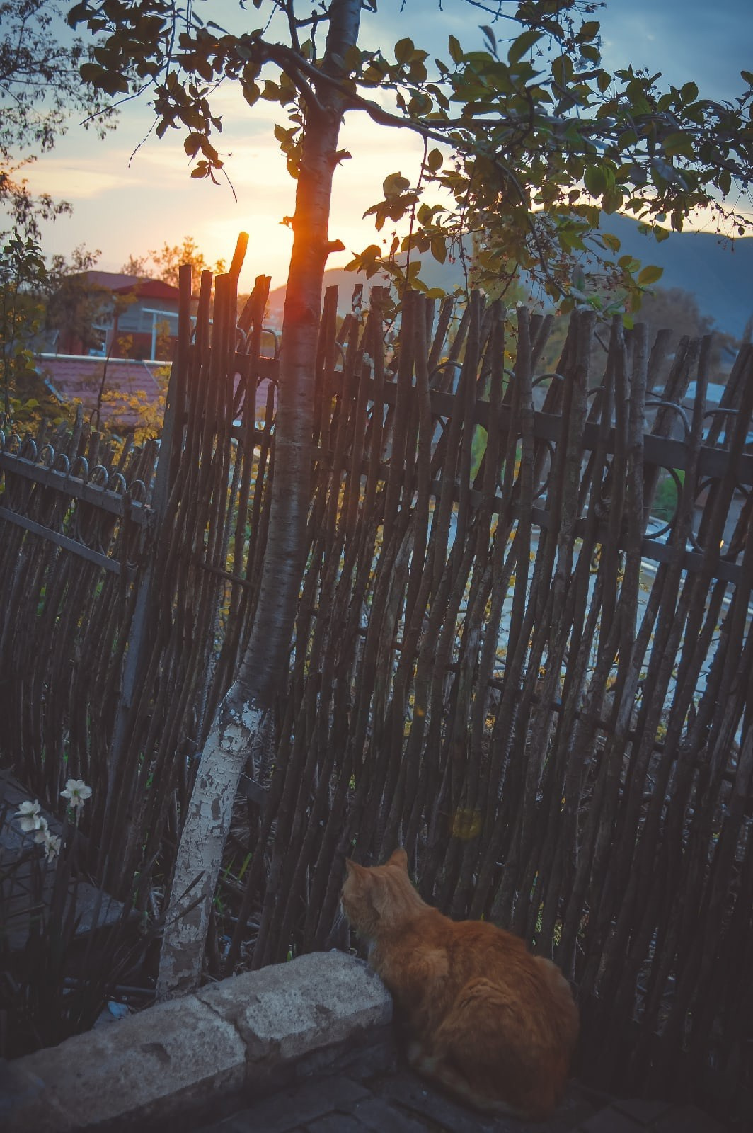 Автор: Александра Аронсон