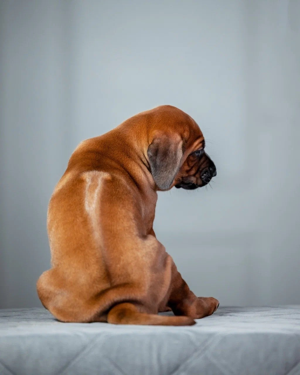 BILBERRY BISCUITS Iz Doma Narayzi. Родезийские Риджбеки в Санкт-Петербурге