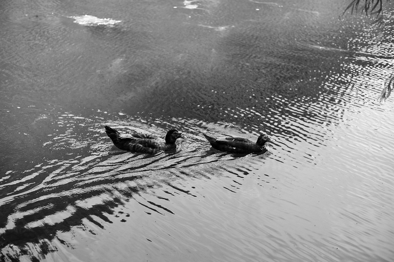 Свадебная фотосъёмка в Крыму и Краснодаре. Фотограф Александр Кудинов, Крым: Легкие съемки, живые эмоции