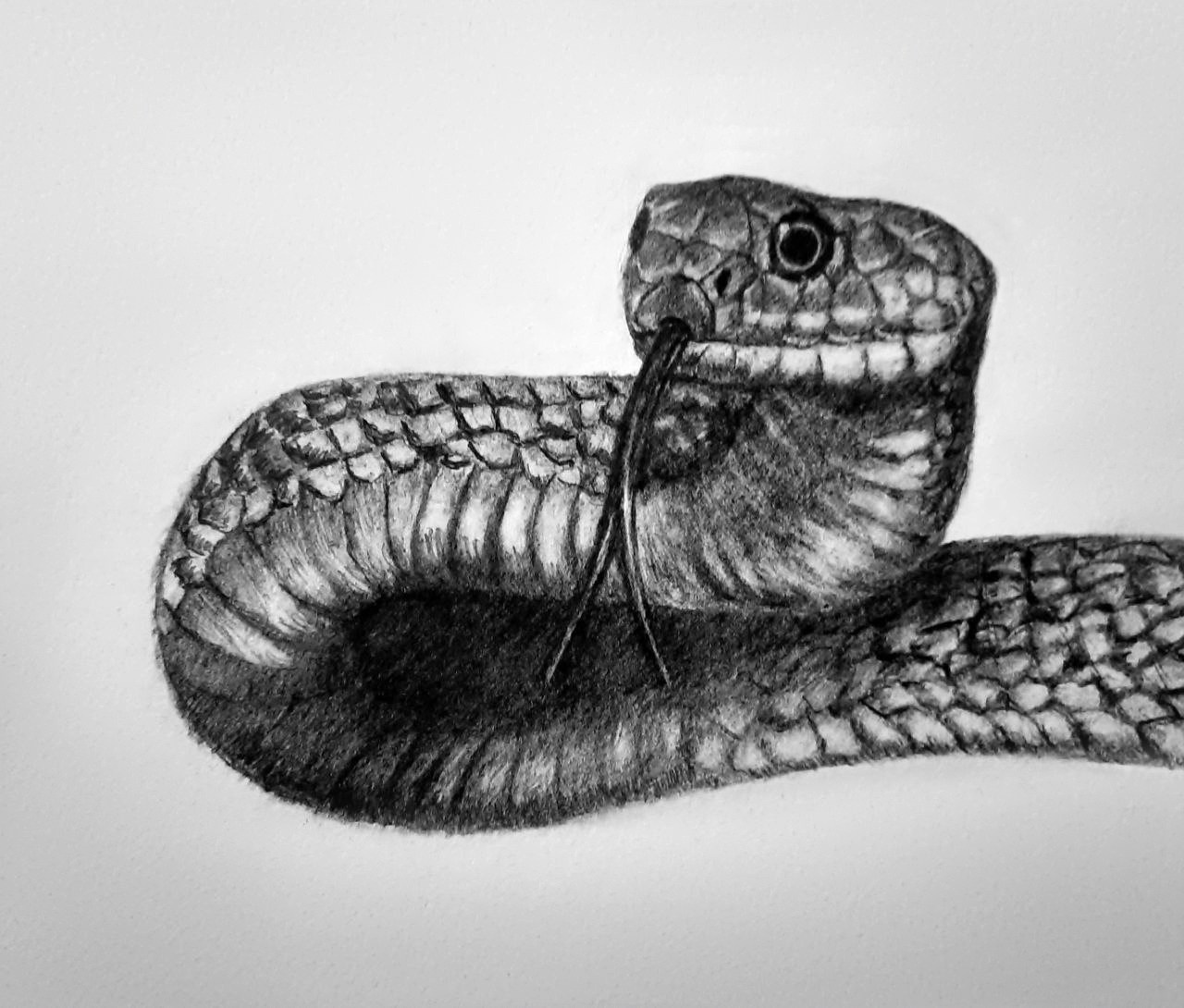 Любовь Шатунова | Портрет питомца по фото. Любовь Шатунова | Портреты по фото | Пейзажи на заказ | Натюрморты | Анимализм