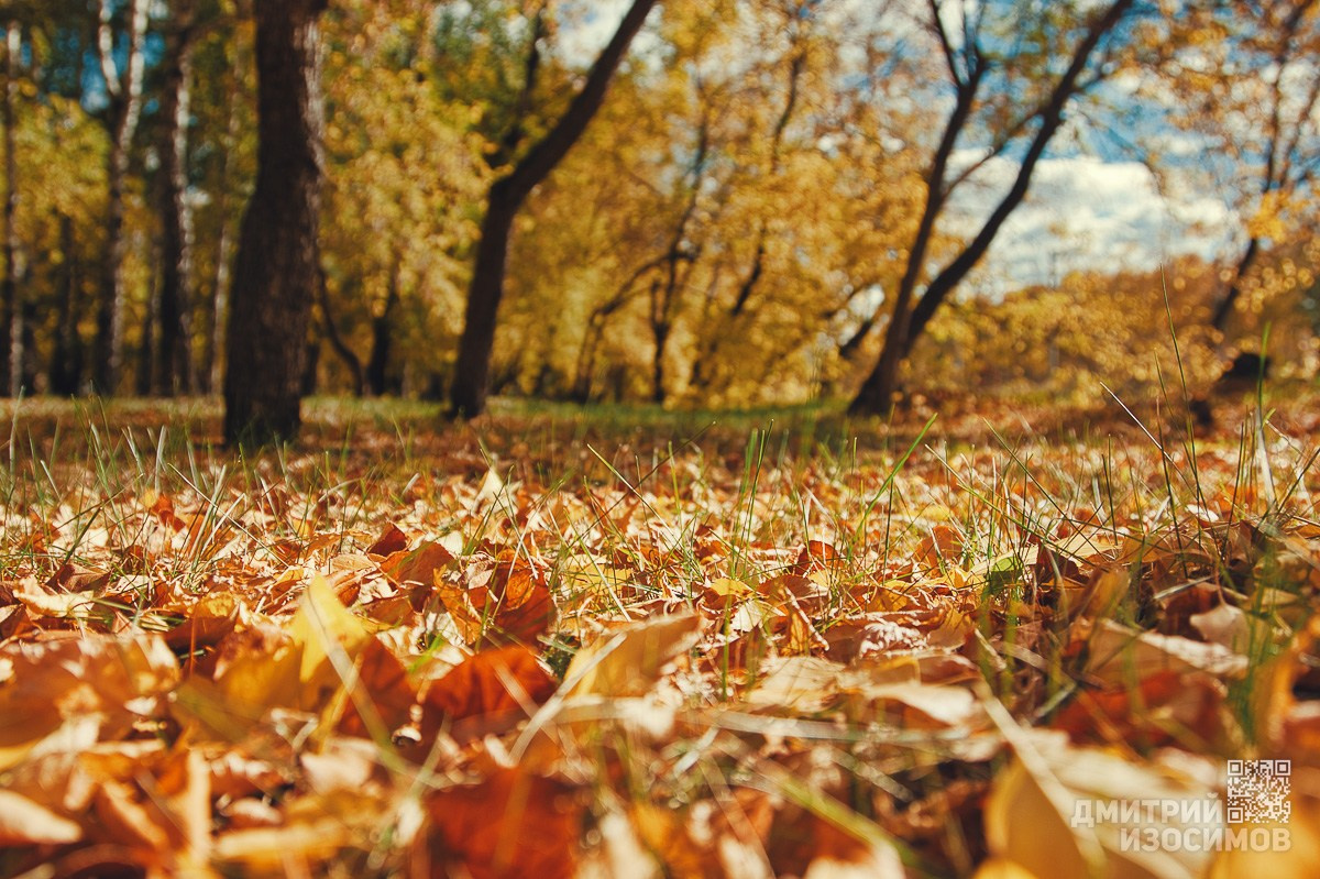 В последнюю осень