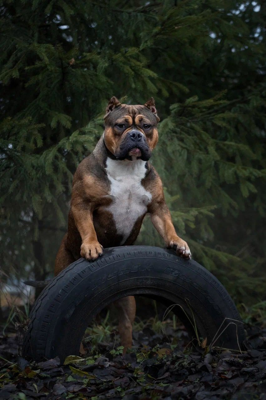 Тагира, забралась на колесо, Купить щенка American Bully экзот в Владикавказе, American Bully щенок в Владикавказе, American Bully цена щенка в Владикавказе, Американский булли купить щенка в Владикавказе, Купить щенка Американский булли стандарт в Волгограде, Купить щенка Американский булли XL в Волгограде,