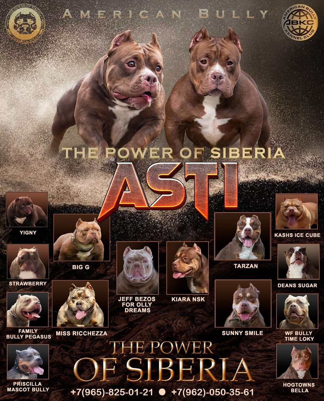 Главная — разработка. Американский Булли в г. Ростов-на-Дону. Питомник THE POWER OF SIBERIA