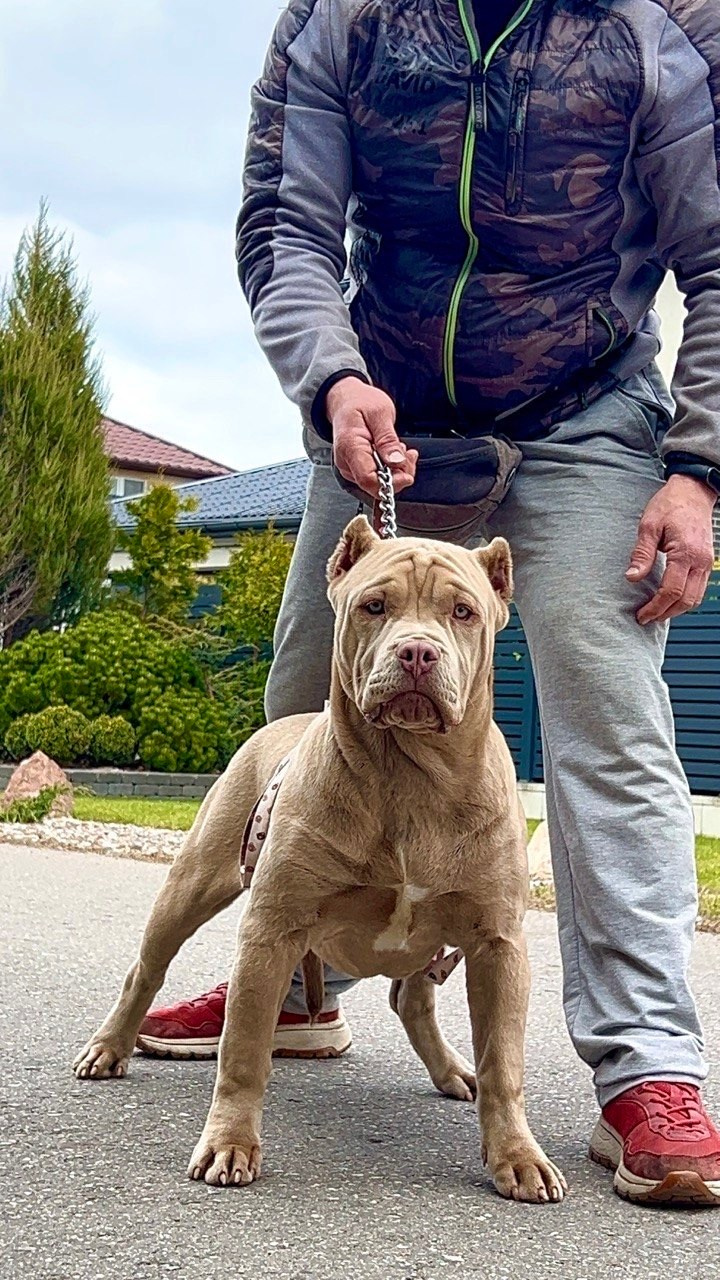 Все свободные щенки. Американские булли XL в г. Калининград. Питомник Great Bully UNIVERSE