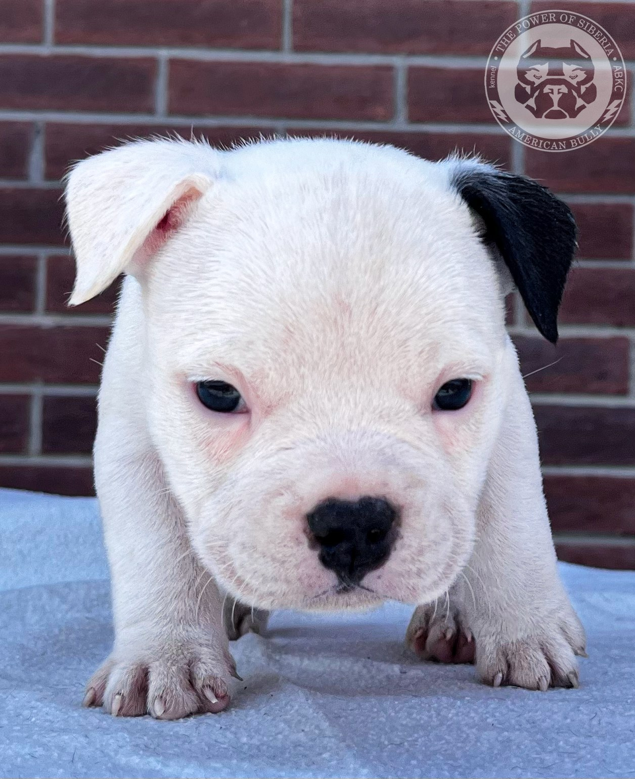 Помет Каспер и Кентуки. 14.05.25. Американский Булли в г. Ростов-на-Дону. Питомник THE POWER OF SIBERIA