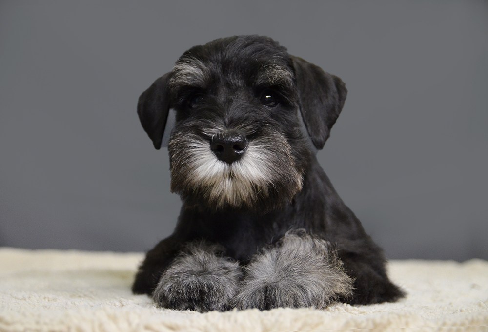 Litter «CZ» 19.10.2024. Питомник цвергшнауцеров в Беларуси «Делинсо Бэлэнс»