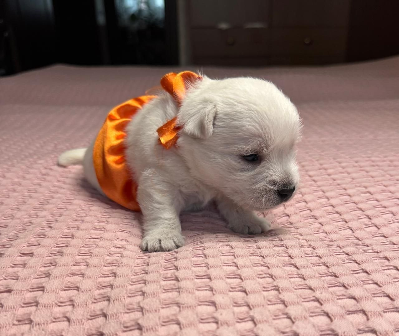 Щенки 14.01.2025. Питомник собак породы вест хайленд вайт терьер в Москве