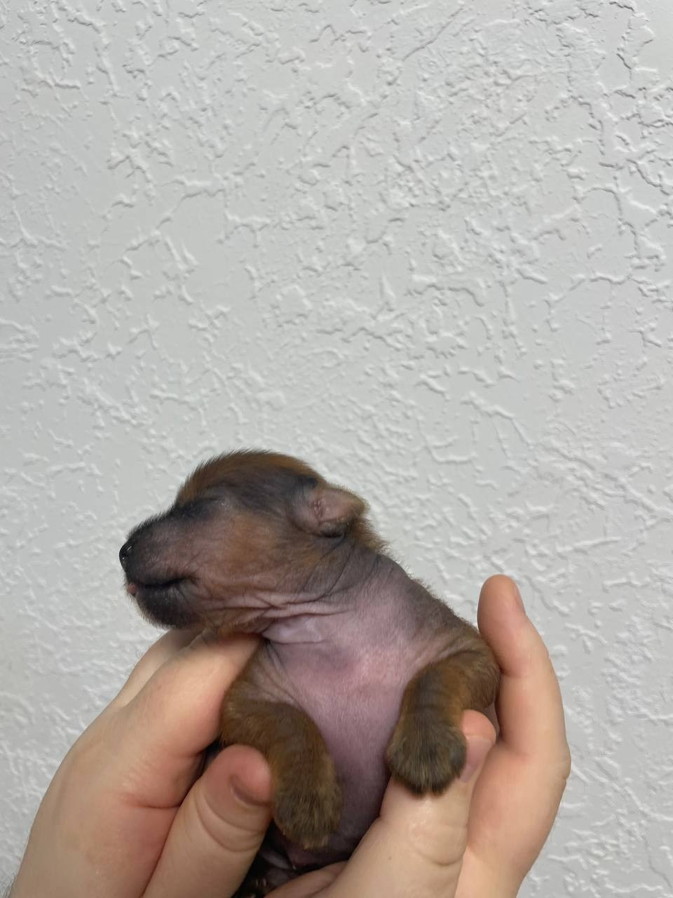 Poale Ell Gloria неделя