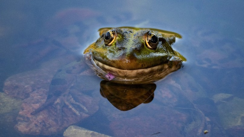Елена Гонтаренко — художественный портрет. Фотограф в России, Семейный фотограф, репортажный фотограф, детский фотограф, портретный фотограф, контент фотограф, универсальный фотограф