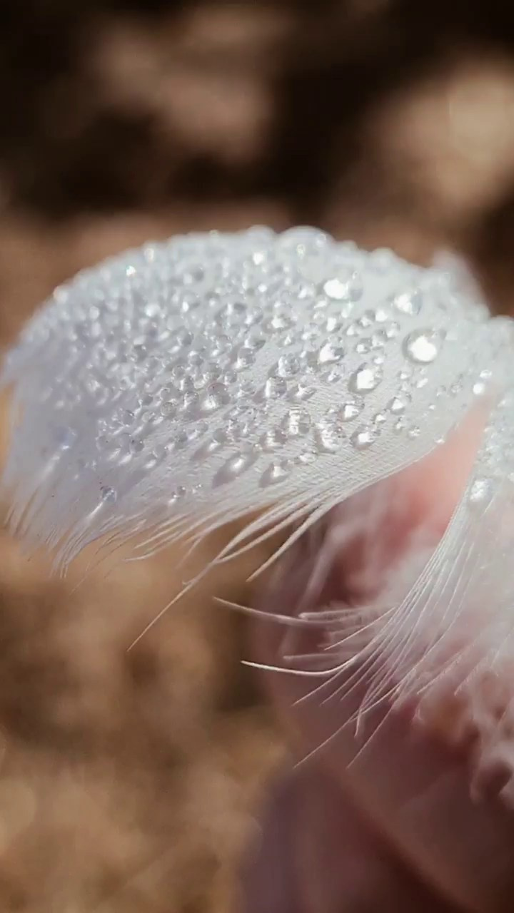 МОБИЛЬНАЯ ВИДЕОГРАФИЯ