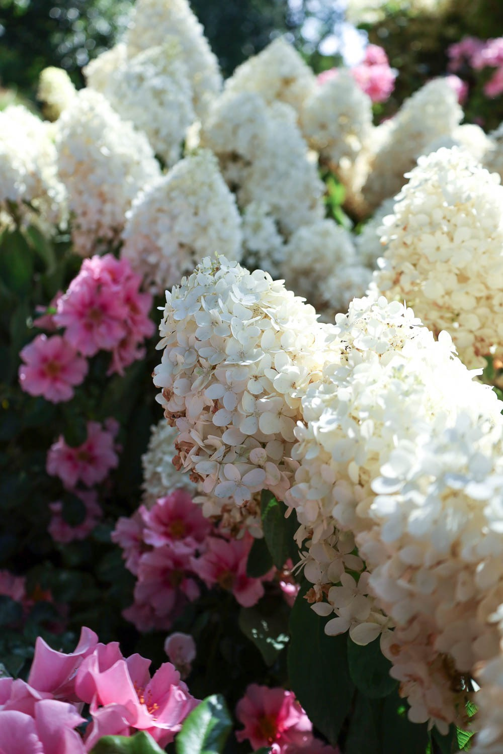 Фестиваль «Сады и люди» на ВДНХ. Семейный и свадебный фотограф в Москве и Домодедово Анна Авилочкина