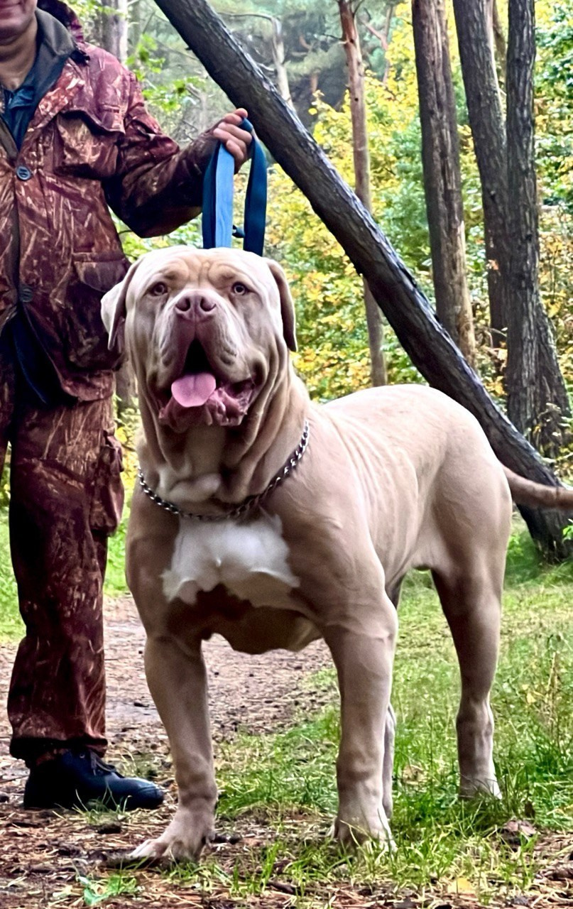 GBU ESKOBAR. Американские булли XL в г. Калининград. Питомник Great Bully UNIVERSE