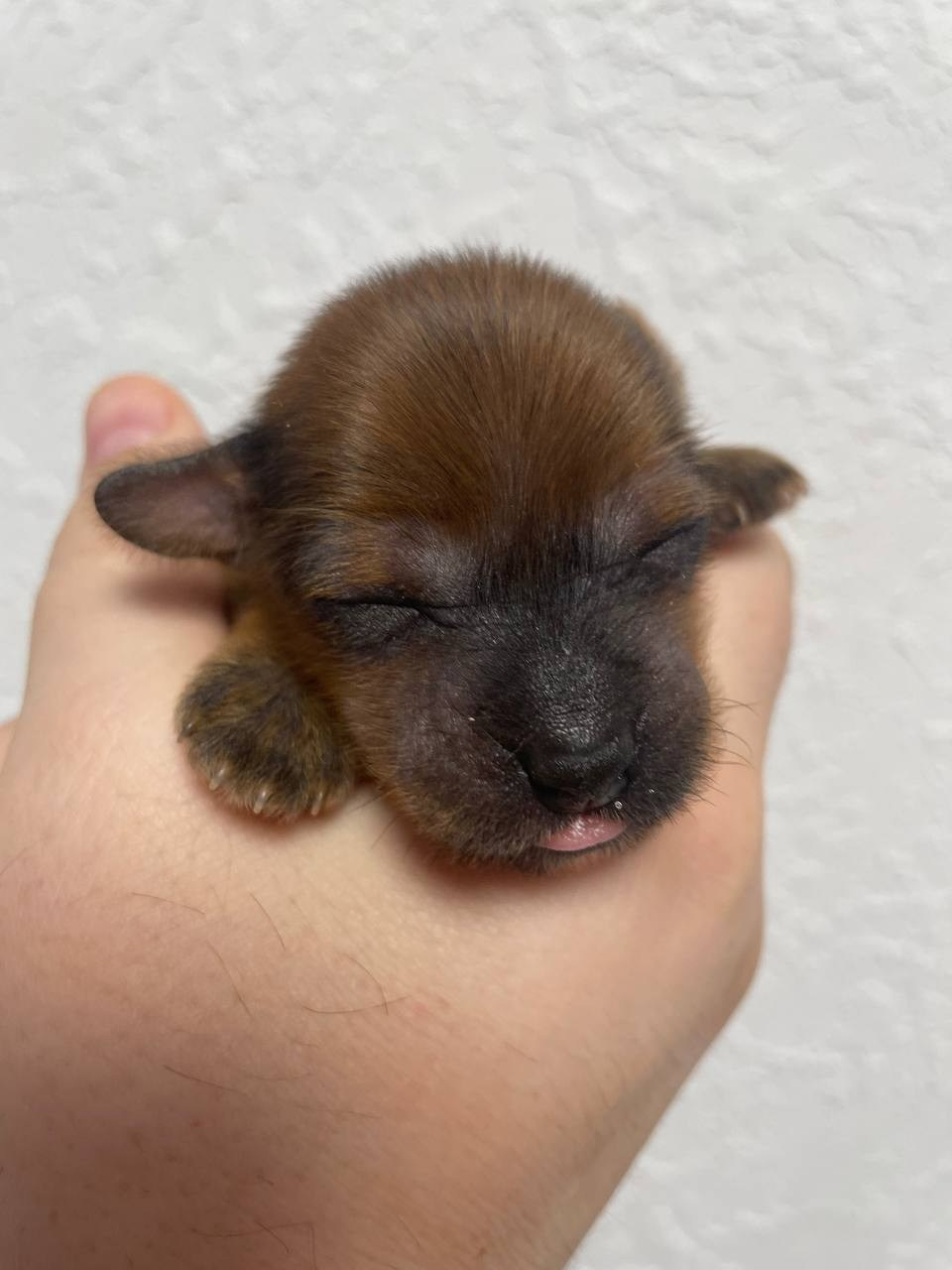 Poale Ell Gloria неделя