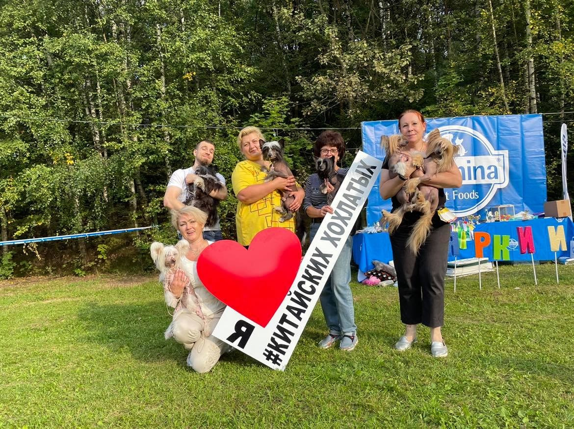 Первый фестиваль породы «Яркий мир КХС 2021». Две выставки. Питомник китайских хохлатых собак Poale Ell: купить щенка