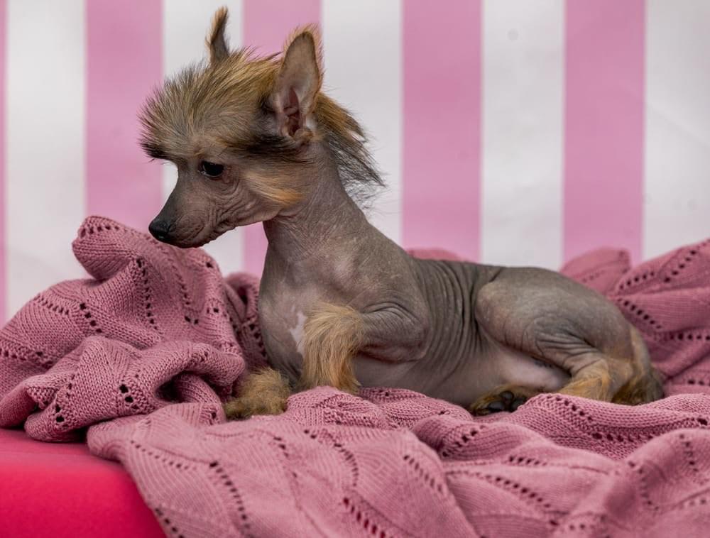 Ashantal Emmanuel Poale Ell. Chinese Crested Dog Kennel Poale Ell