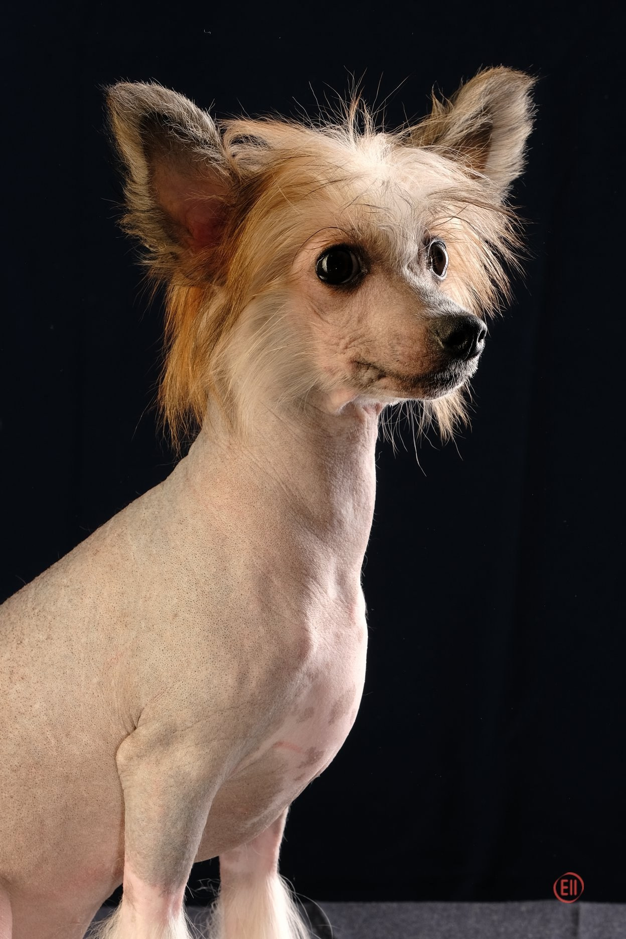 Poale Ell Clare. Chinese Crested Dog Kennel Poale Ell