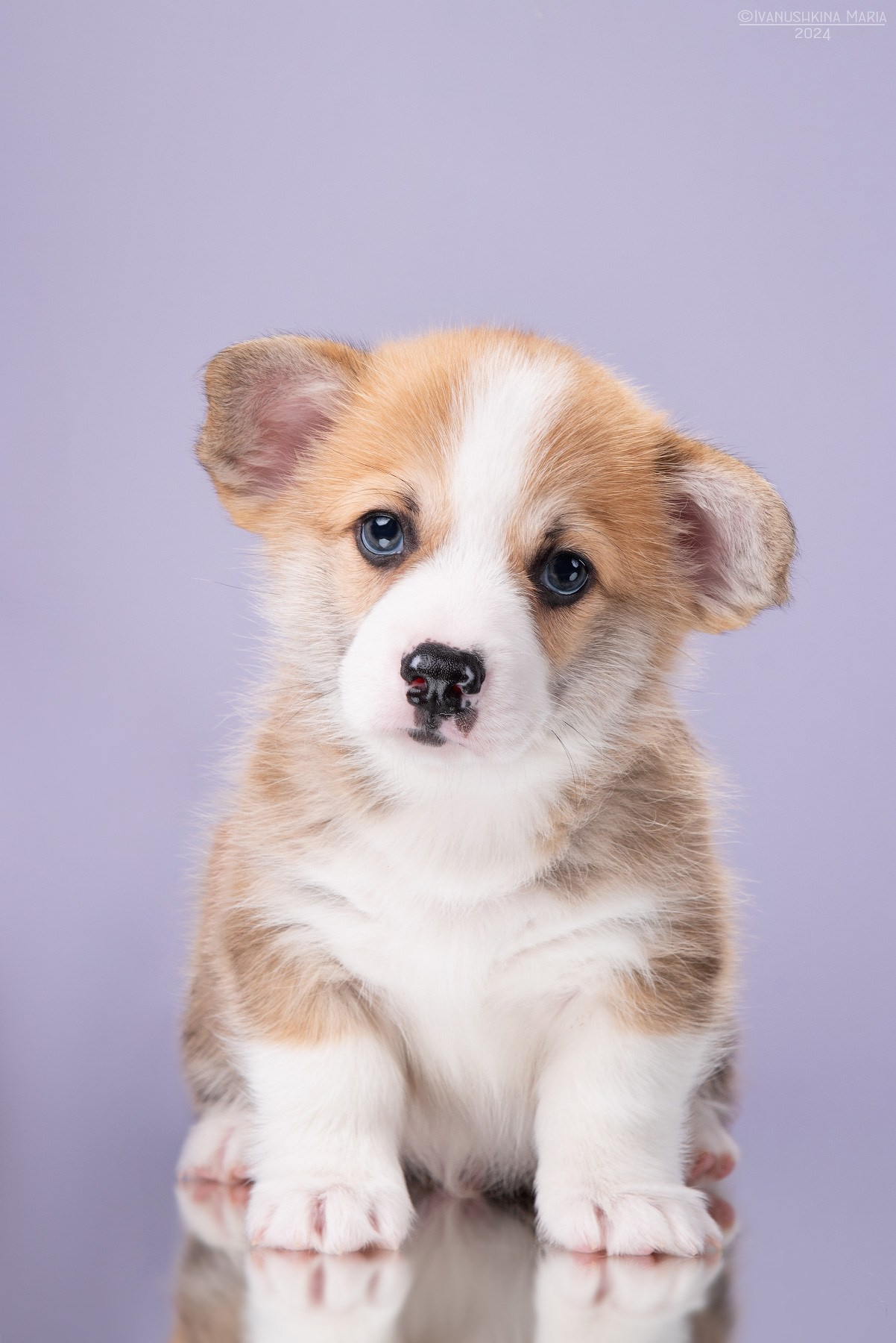 щенок корги рыже-белый