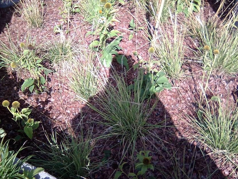 ВНИМАНИЕ! ФЕСТИВАЛЬ ЛАНДШАФТНОГО СТРОИТЕЛЬСТВА. 俄罗斯设计估算