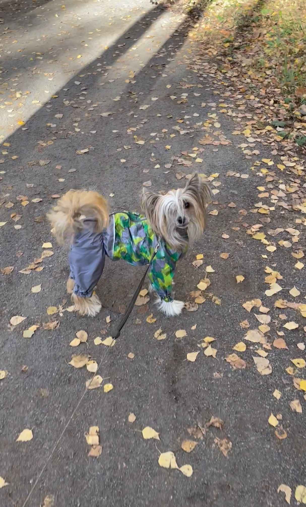 Честер и ко. осенью в Тропарево. Питомник китайских хохлатых собак Poale Ell: купить щенка в питомнике