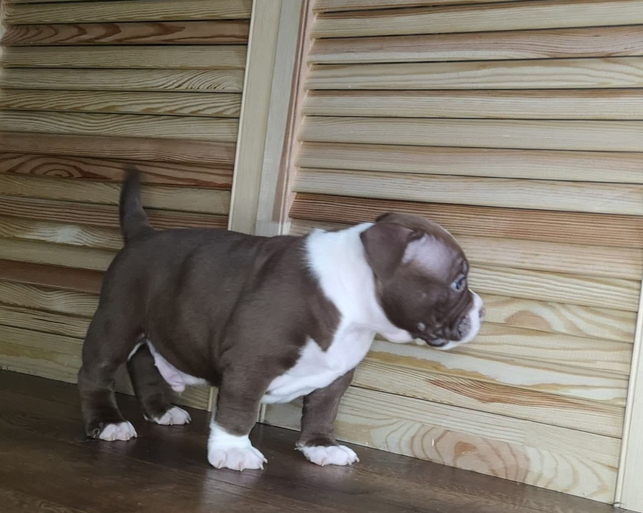 купить щенка American Bully в Минске
