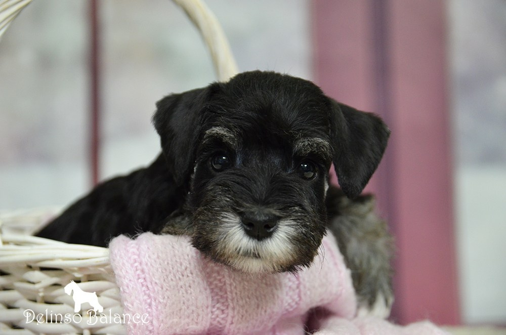Питомник Делинсо Бэлэнс, щенки цвергшнауцера, купить щенка цвергшнауцера, питомник цвергшнауцеров, кобель цвергшнауцера для вязки, щенок цвергшнауцера, питомник цвергшнауцеров, черный с серебром, цверг, лучший питомник в беларуси, цвергшнауцеры минск, питомник цвергшнауцеров Минск, цвергшнауцер