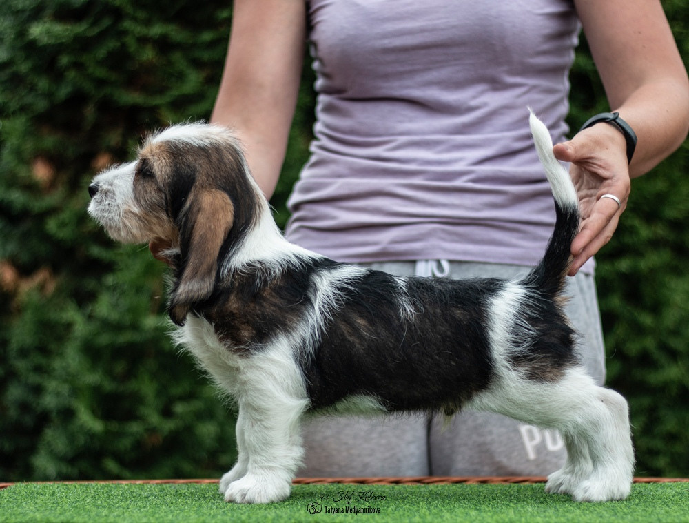 Щенки малых вандейских бассет гриффонов. Фотограф Анималист из Новосибирска Татьяна Кауфман