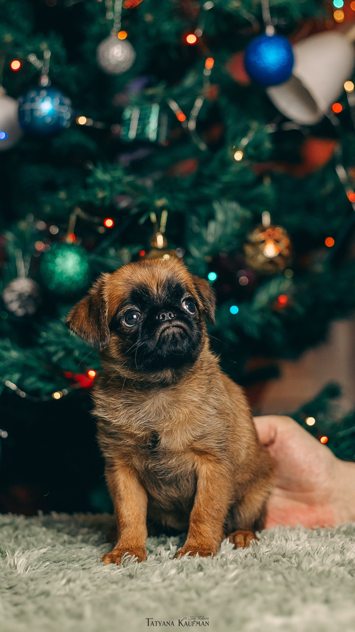 Щенки гриффона, малые брабансоны, съемка щенков
