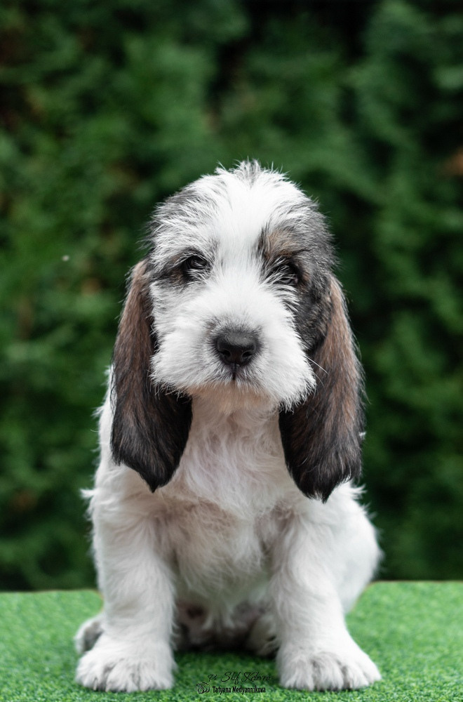 Щенки малых вандейских бассет гриффонов. Фотограф Анималист из Новосибирска Татьяна Кауфман