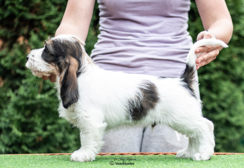 Щенки малых вандейских бассет гриффонов. Фотограф Анималист из Новосибирска Татьяна Кауфман