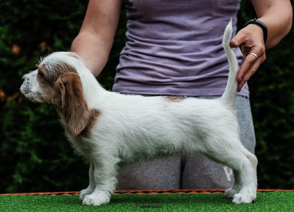 Щенки малых вандейских бассет гриффонов. Фотограф Анималист из Новосибирска Татьяна Кауфман
