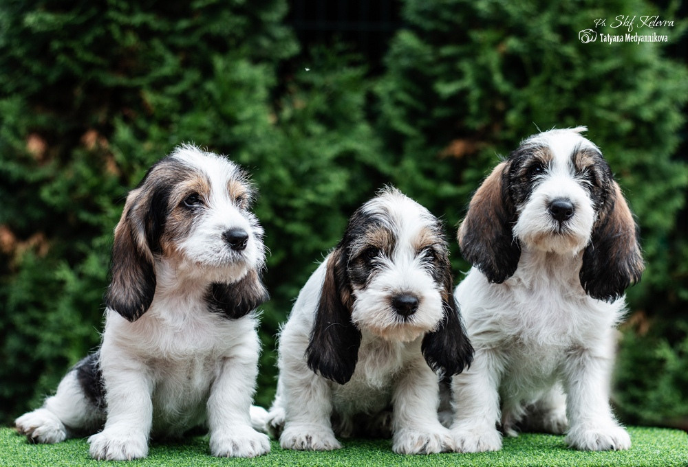 Щенки малых вандейских бассет гриффонов. Фотограф Анималист из Новосибирска Татьяна Кауфман