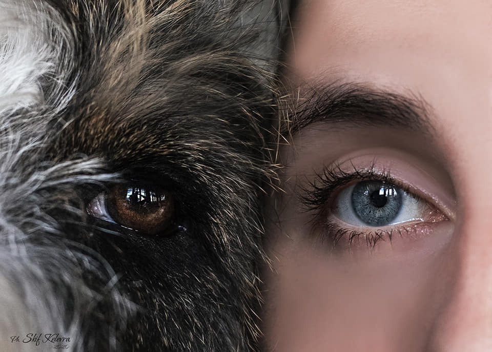 Фотограф Анималист Новосибирск Татьяна Кауфман. Фотографирую собаку. Фотосессия щенков. Фотосессия собак. Заказать съемки. Заказать фотосессию в Новосибирске. Фотосессия Новосибирск. Анималистика. Как фотографировать собак? Как сфотографировать собаку? Как фотографировать собак в движении. Съемка на выставке. Экстерьерная фотосессия