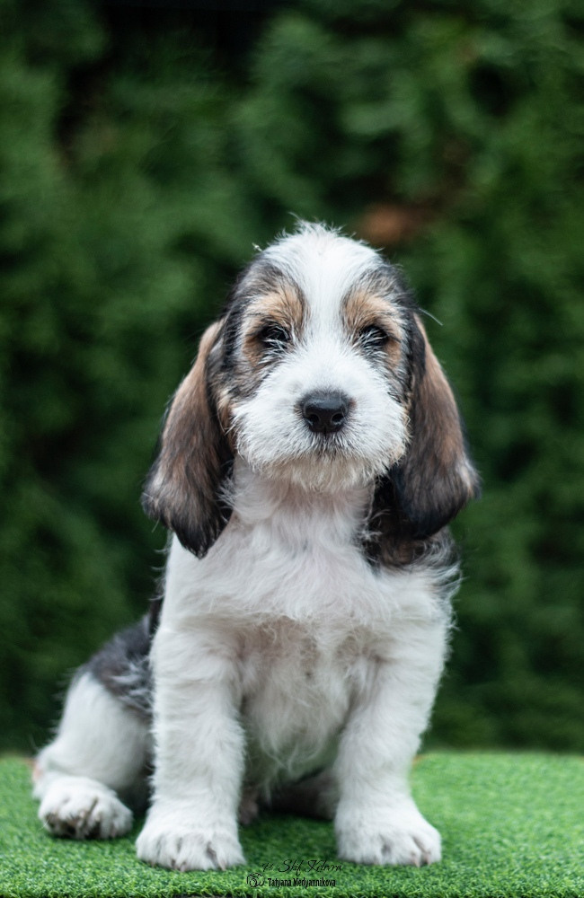 Щенки малых вандейских бассет гриффонов. Фотограф Анималист из Новосибирска Татьяна Кауфман