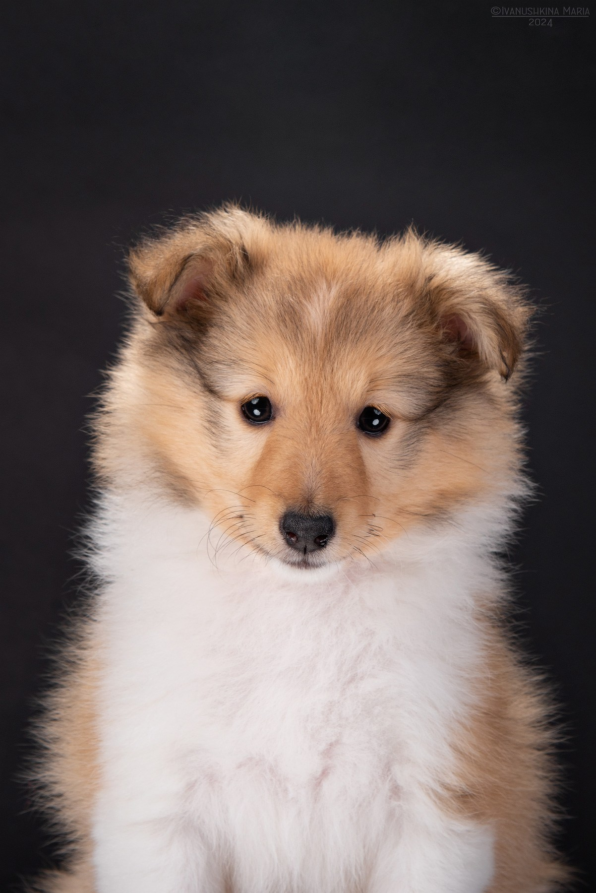 Фотосессия щенков на фонах. Фотограф собак в Москве и Московской области Иванушкина Мария