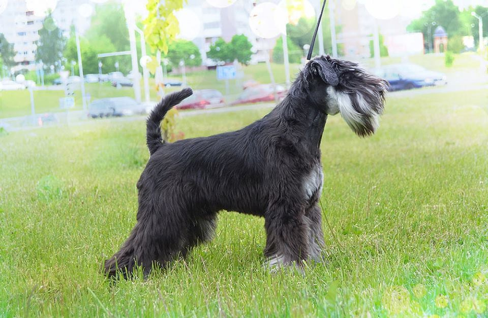 Майбах/Delinso Balance Argyris. Питомник цвергшнауцеров в Беларуси «Делинсо Бэлэнс»