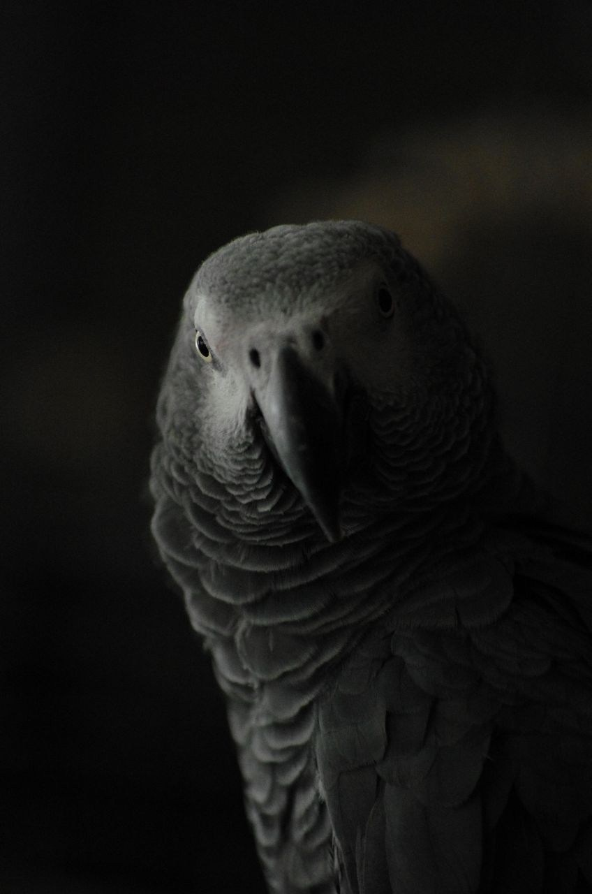 Онлайн-курс по съемке собак. Фотограф Анастасия Ветковская, Москва