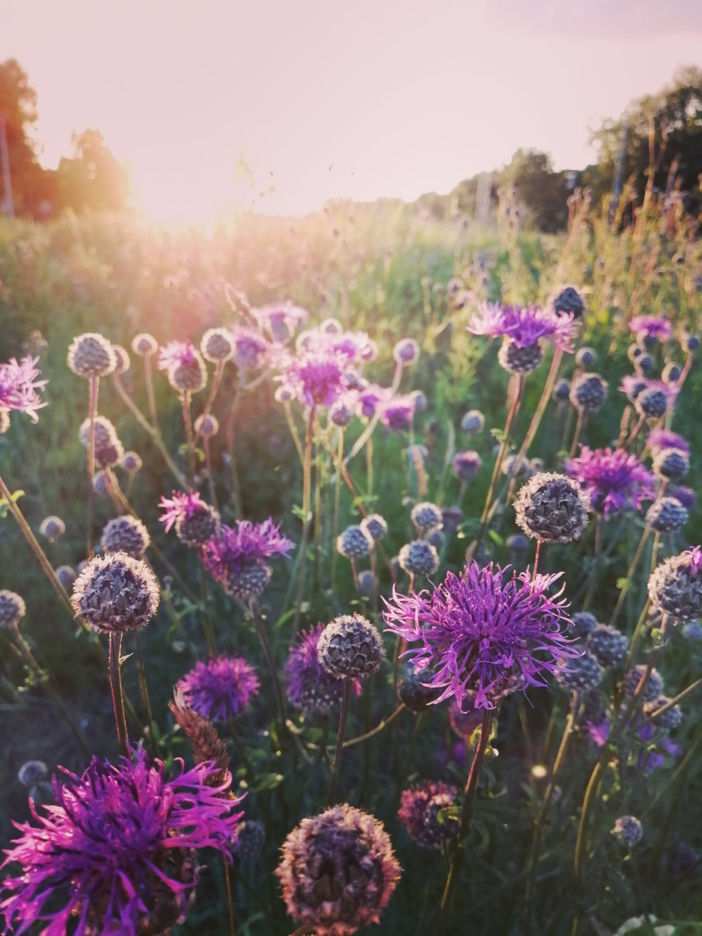 Фотограф Анастасия Белякова в Санкт-Петербурге и Гатчине