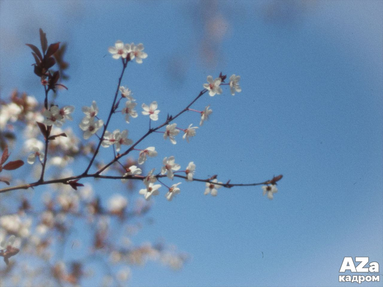 Дыхание весны. Фотоклуб AZакадром. Женский семейный фотограф Тула Москва Захарова Анна