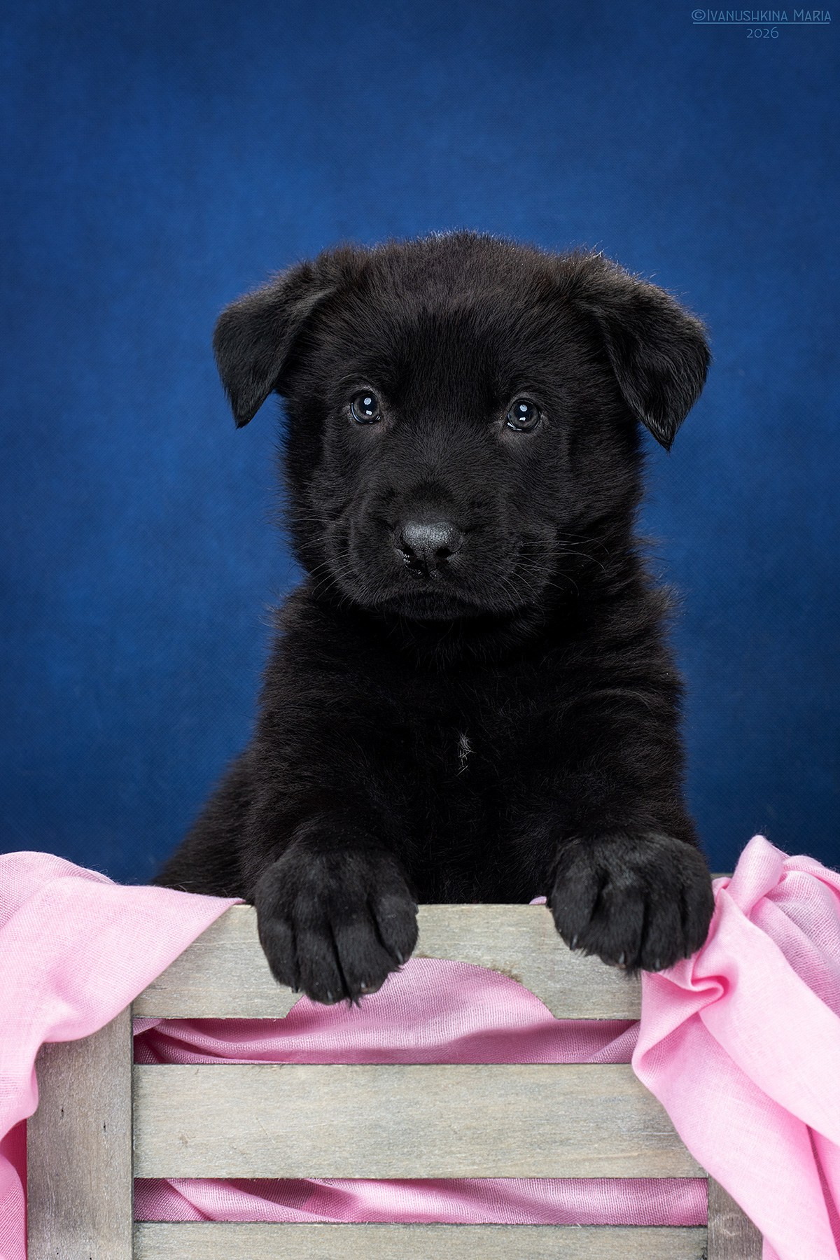 Фотосессия щенков на фонах. Фотограф собак в Москве и Московской области Иванушкина Мария