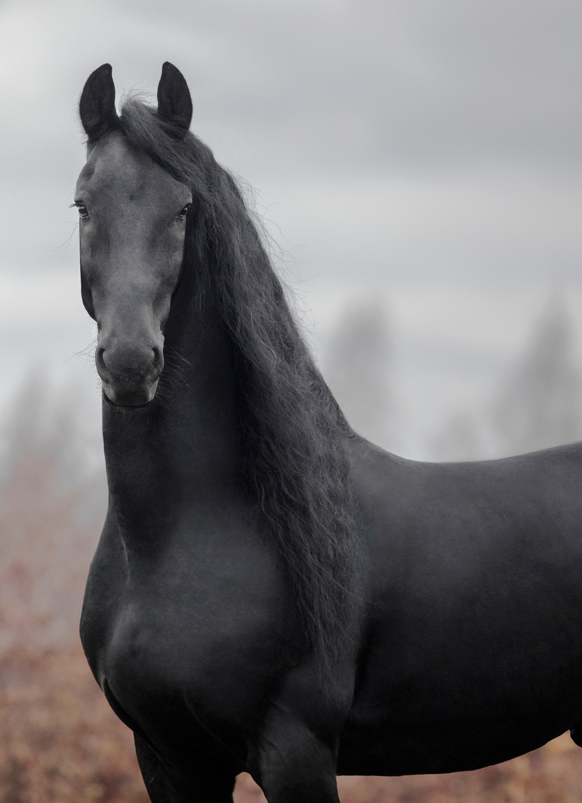 Лошади. Свадебный и портретный фотограф Москва