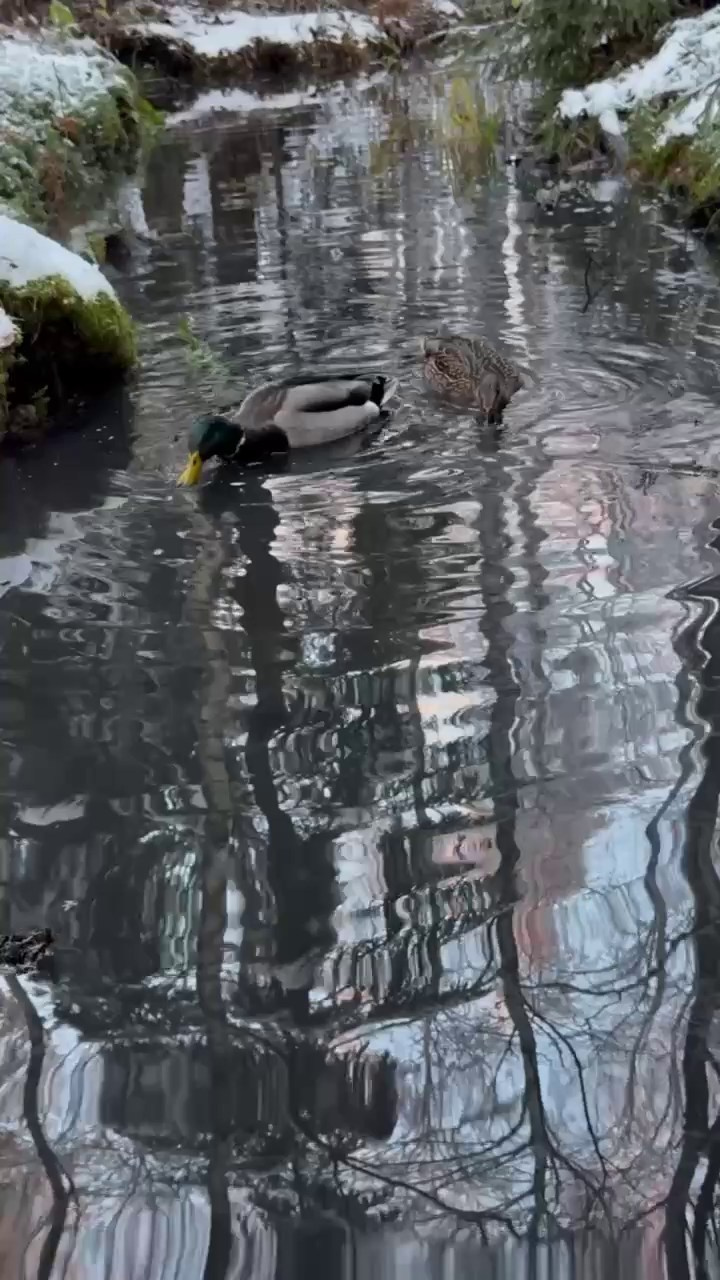Фотосессия в лесу. Фотостудия во Всеволожске. Подходит для всех творческих проектов