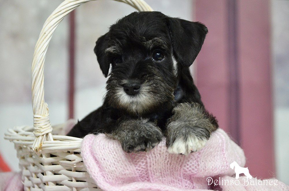 Питомник Делинсо Бэлэнс, щенки цвергшнауцера, купить щенка цвергшнауцера, питомник цвергшнауцеров, кобель цвергшнауцера для вязки, щенок цвергшнауцера, питомник цвергшнауцеров, черный с серебром, цверг, лучший питомник в беларуси, цвергшнауцеры минск, питомник цвергшнауцеров Минск, цвергшнауцер