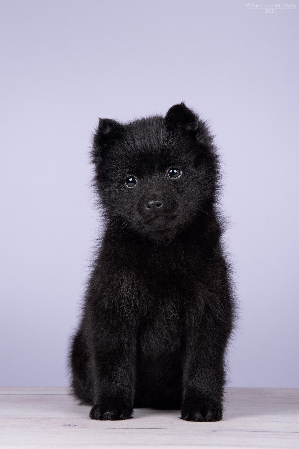 Фотосессия щенков на фонах. Фотограф собак в Москве и Московской области Иванушкина Мария