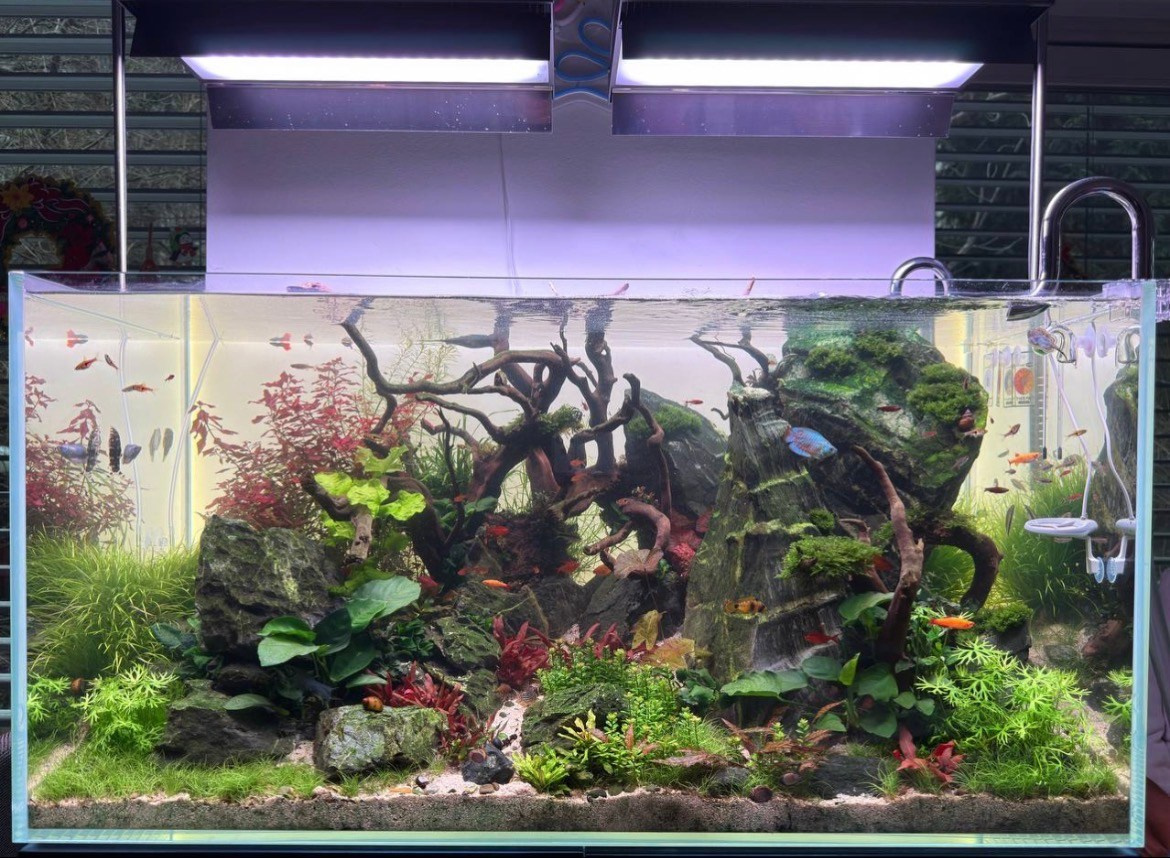 Работы учеников. Аквариумист Максим Ерёмин. Aqua Maxim