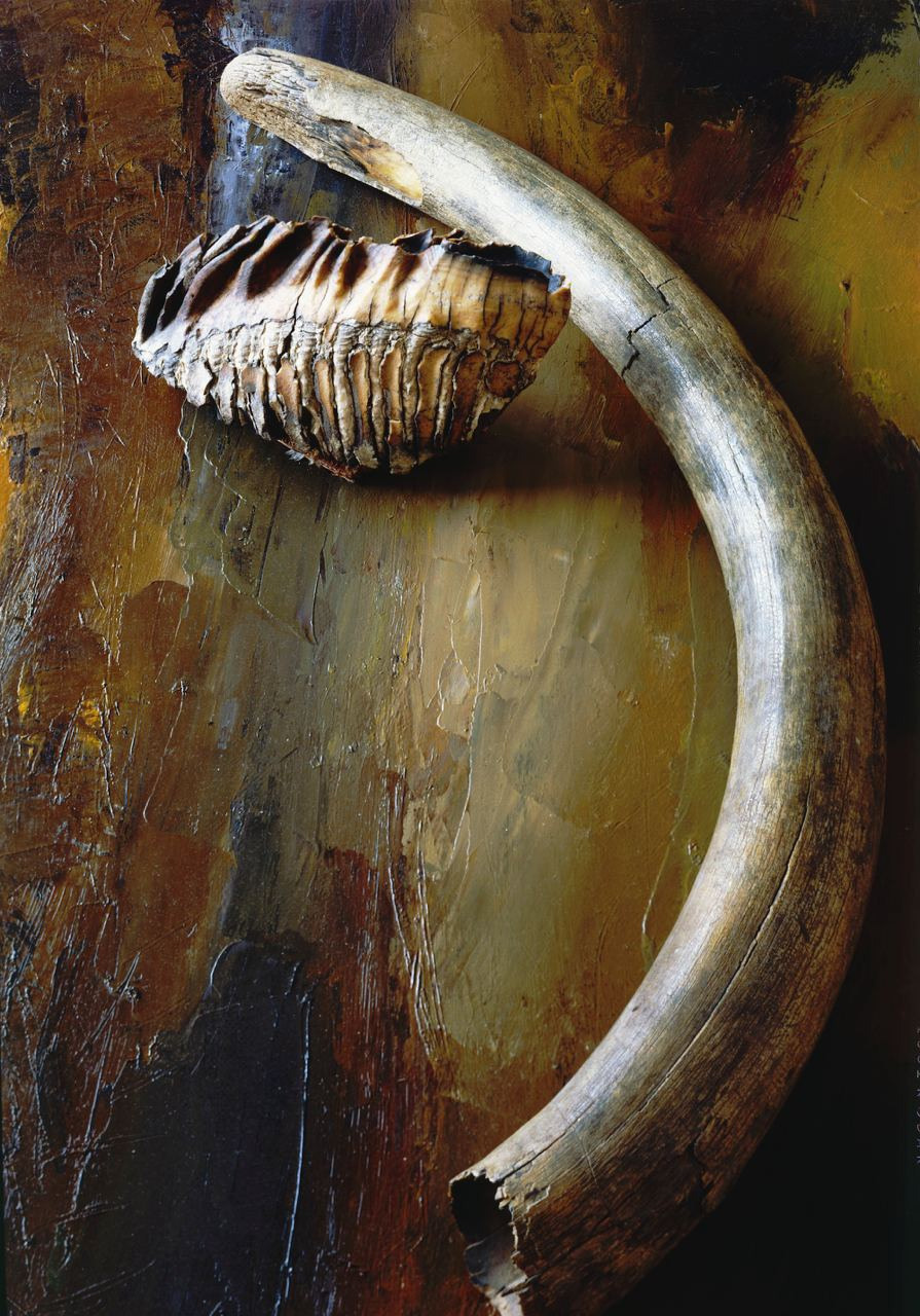 Натюрморт. ВАДИМ ГИППЕНРЕЙТЕР — ВЕЛИКИЙ ФОТОГРАФ ЗЕМЛИ РУССКОЙ