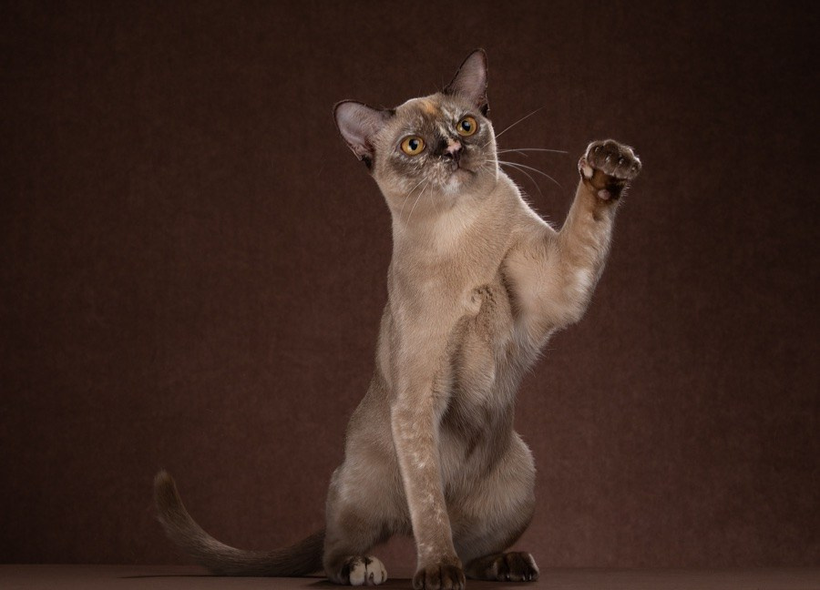 Питомник европейской бурмы BurLabella