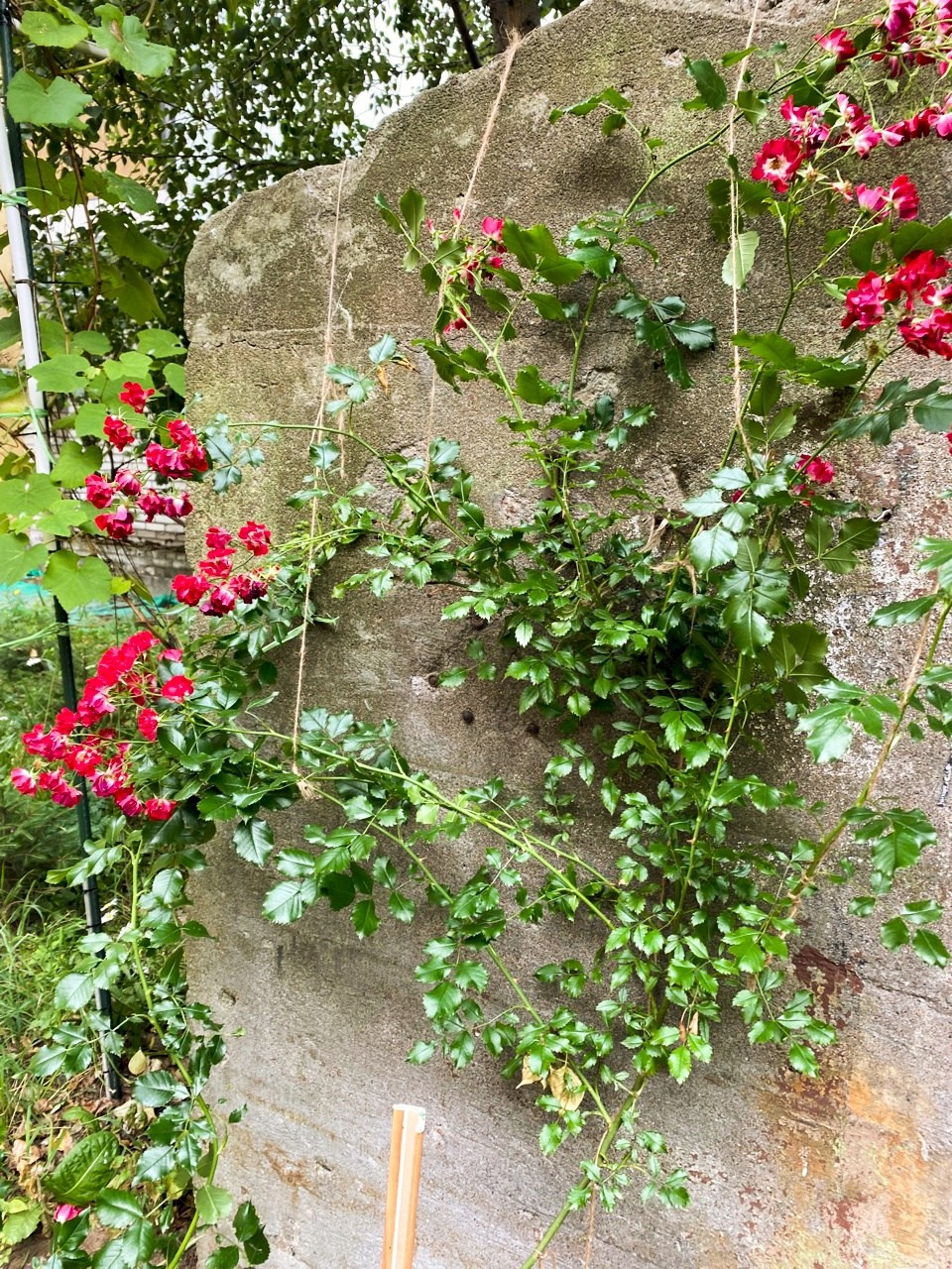 Новости. Дом Шрёдера