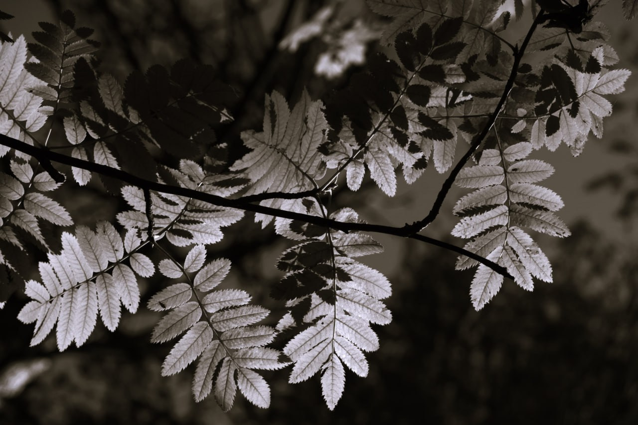 Дарья Урванцева