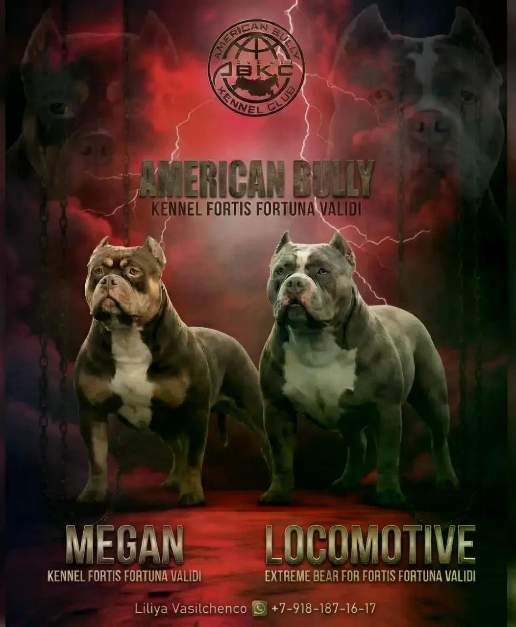 ПИТОМНИК СОБАК ПОРОДЫ АМЕРИКАНСКИЙ БУЛЛИ